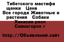  Тибетского мастифа щенки › Цена ­ 10 000 - Все города Животные и растения » Собаки   . Хакасия респ.,Саяногорск г.